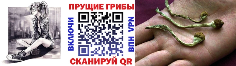 Псилоцибиновые грибы Cubensis  Купить где  Баксан 